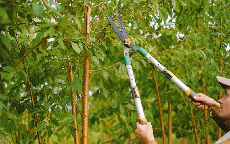 Tree trimming in Daisy, MO